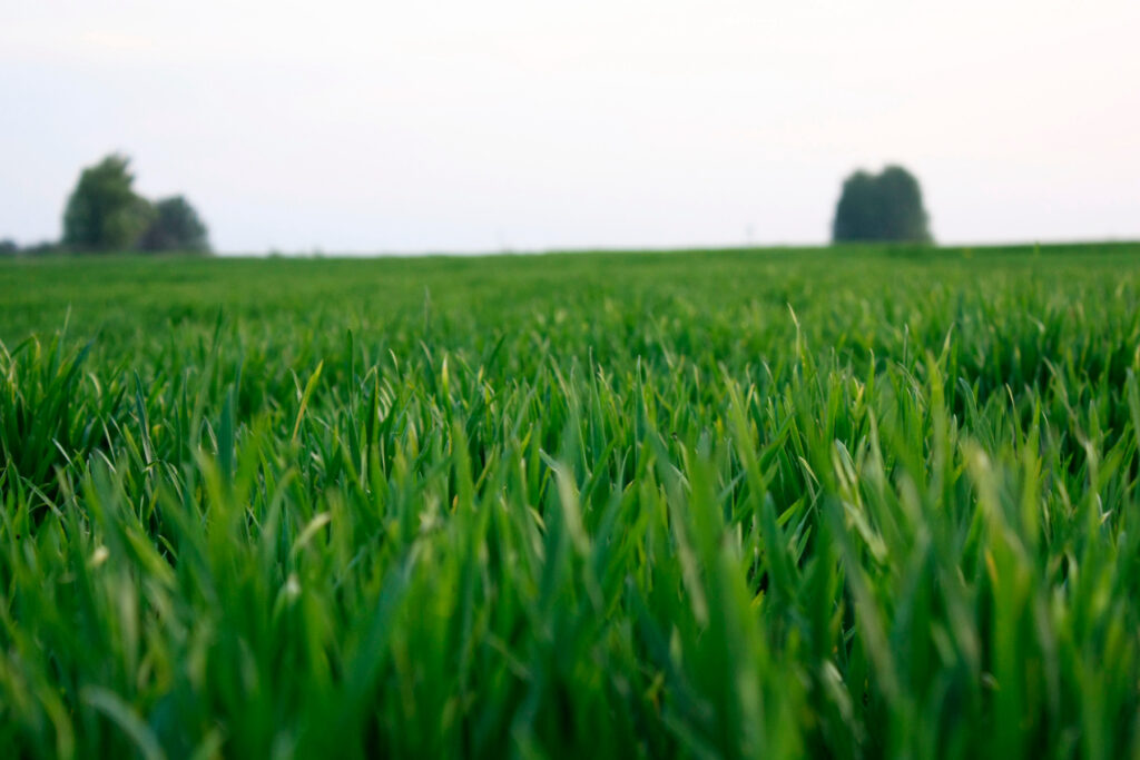 Young green wheat growing in a field. 